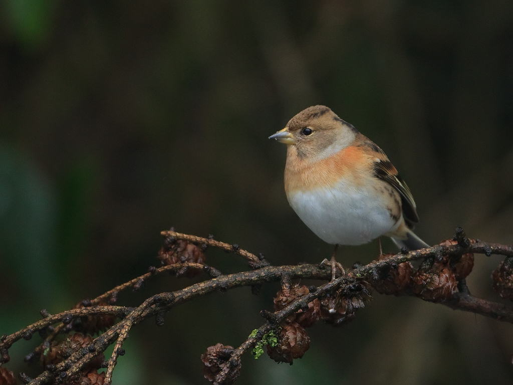 Fringilla montifringilla Brambling Keep